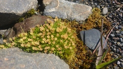 Colobanthus quitensis