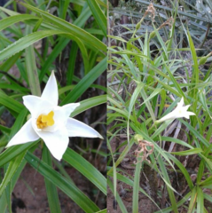 Velloziaceae