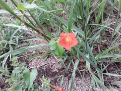 Ipomoea rubriflora