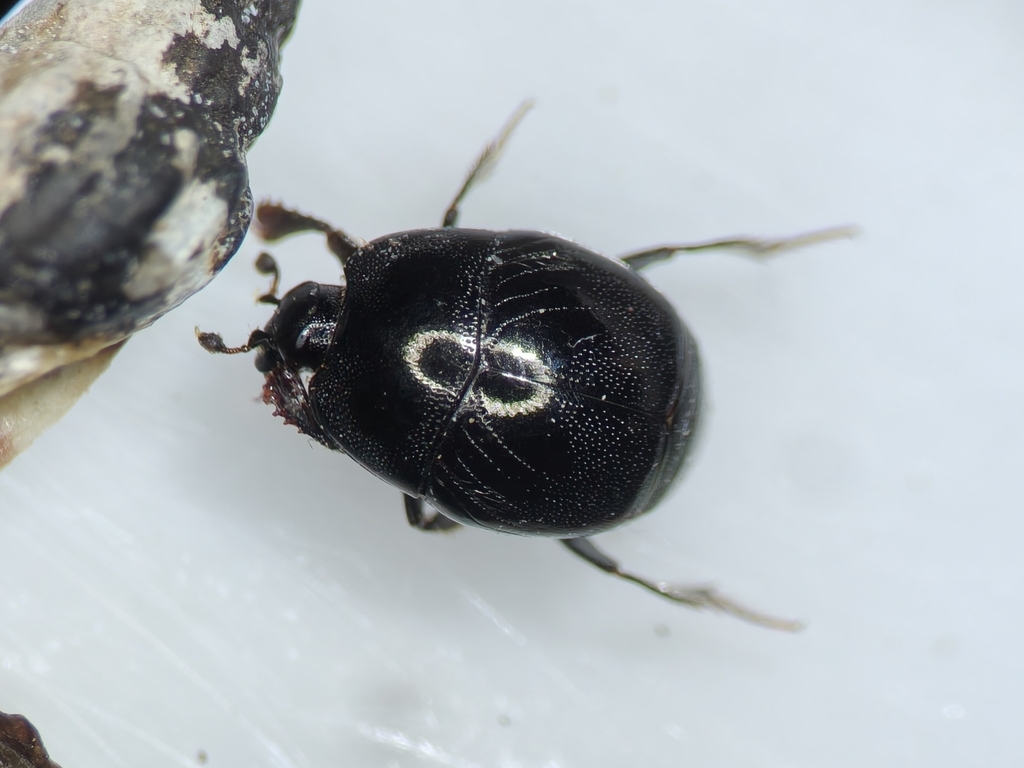 Saprinus niponicus from Qingdao, CN-SD, CN on April 24, 2026 at 03:44 ...