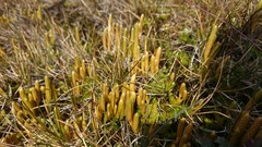 Austrolycopodium magellanicum