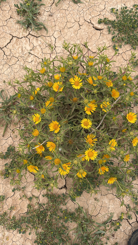 Asteriscus graveolens, photograph 6