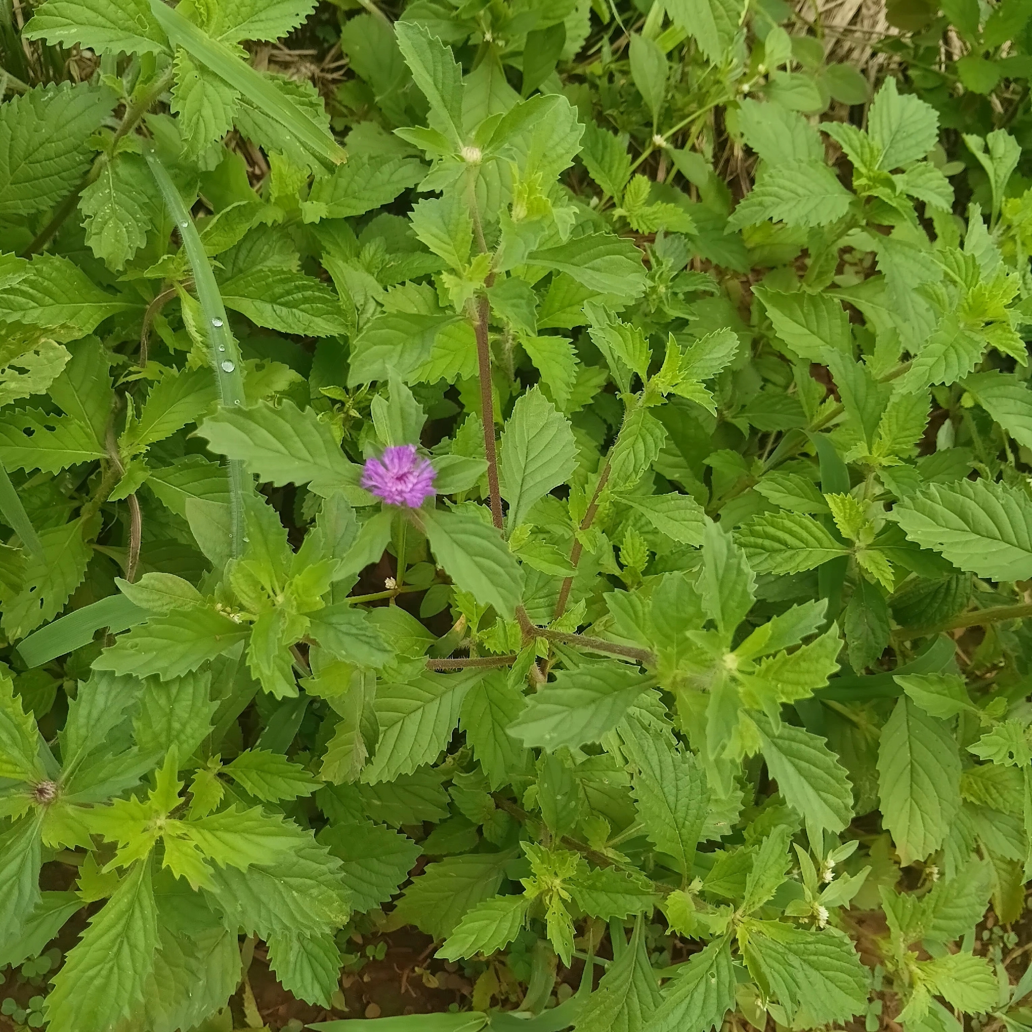 Centratherum punctatum