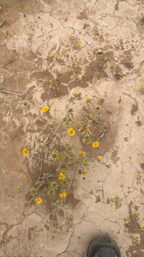 Asteriscus graveolens, photograph 5