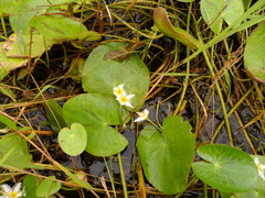 Nymphoides