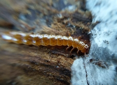 Cucujus cinnaberinus