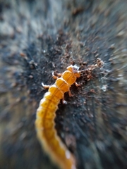 Cucujus cinnaberinus