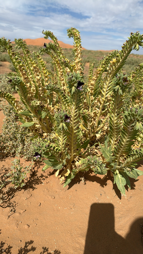 Hyoscyamus muticus