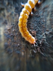 Cucujus cinnaberinus