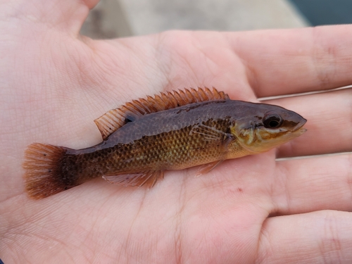 Cunner (Tautogolabrus adspersus) — Labridae — 3
