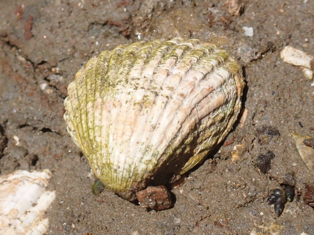 Lagoon Cockle