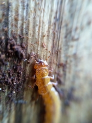 Cucujus cinnaberinus