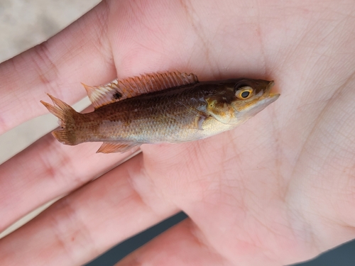 Cunner (Tautogolabrus adspersus) — Labridae — 2