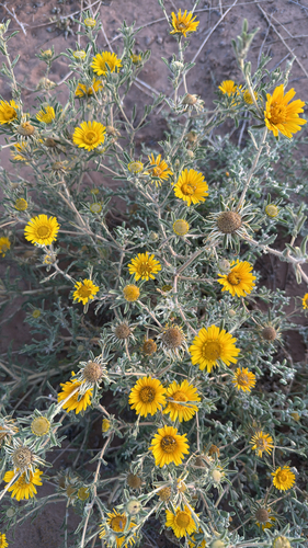 Asteriscus graveolens, photograph 4