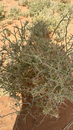 Zilla spinosa