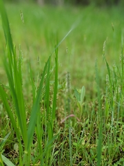 Alopecurus carolinianus