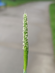 Alopecurus carolinianus