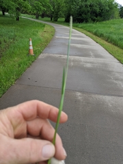 Alopecurus carolinianus