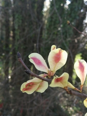 Ulmus minor