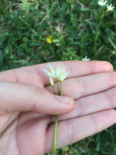 Nothoscordum image