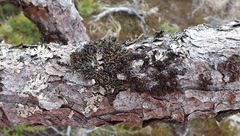 Hypogymnia bitteri