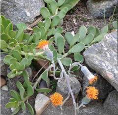 Senecio jacobsenii