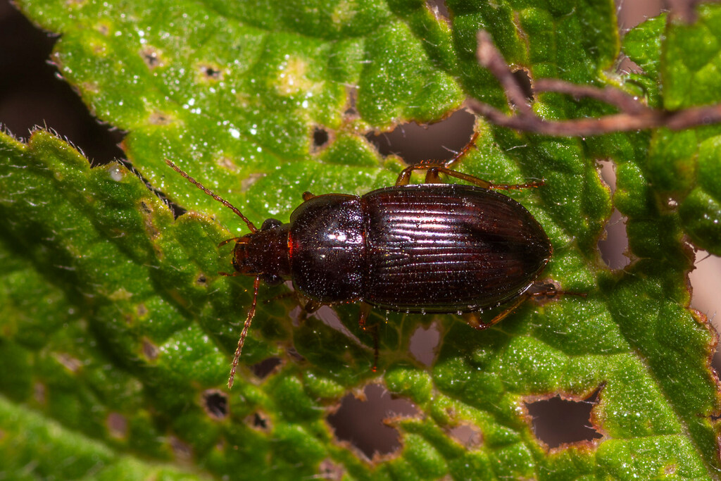 Sunberry Insect Sun Beetles from 中国上海市徐汇区华泾镇 on April 30, 2026 at 09:09 PM by 小戴菊 ...