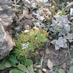 Haworthia cymbiformis