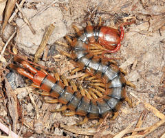 Scolopendra angulata
