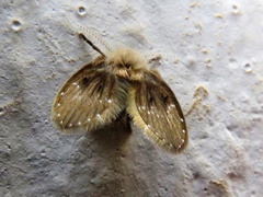 Clogmia albipunctata