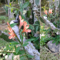 Alstroemeria caryophyllaea