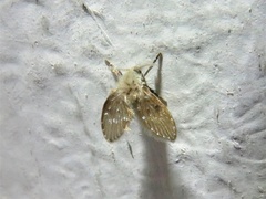 Clogmia albipunctata