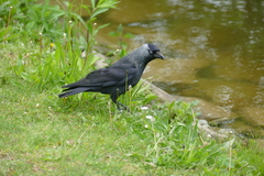 Corvus monedula