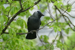 Corvus monedula
