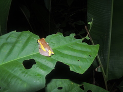 Dendropsophus triangulum