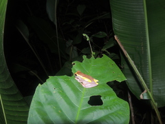 Dendropsophus triangulum