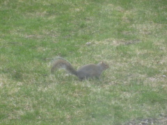 Sciurus carolinensis