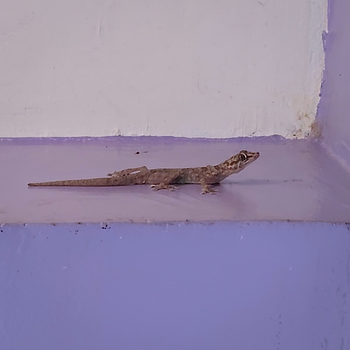 Yellow Fan-fingered Gecko