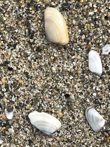 Donax gouldii