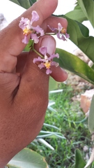 Trichocentrum × teaboanum