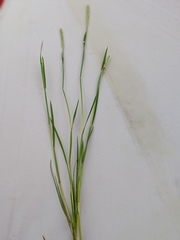 Alopecurus carolinianus