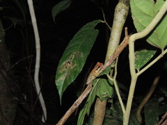 Osteocephalus planiceps