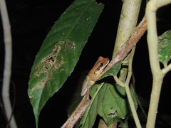 Osteocephalus planiceps