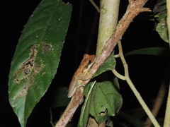 Osteocephalus planiceps