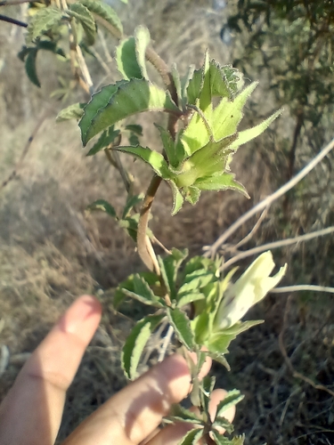 Distimake cissoides observed 2026-04-30