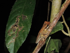 Osteocephalus planiceps