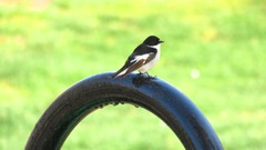 Ficedula semitorquata