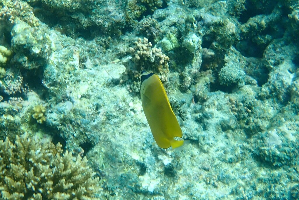 Sunburst butterflyfish