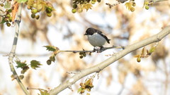 Ficedula semitorquata