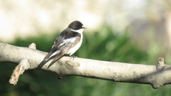 Ficedula semitorquata